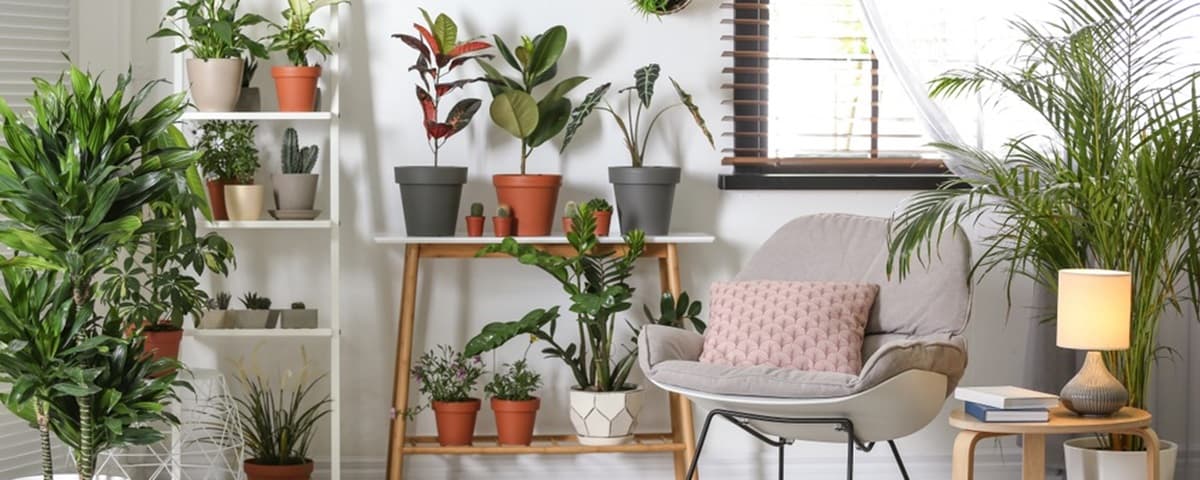 Plants